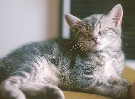 Réponse Petite Annonce N°4367 Chat5