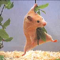 hamster4.jpg