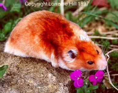 The image http://www.infojunior.com/images/images/animaux/pic/hamster6.jpg cannot be displayed, because it contains errors.