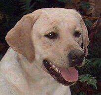 http://www.infojunior.com/images/images/animaux2/pic/labra1.jpg