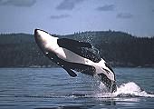 orque sautant hors de l'eau