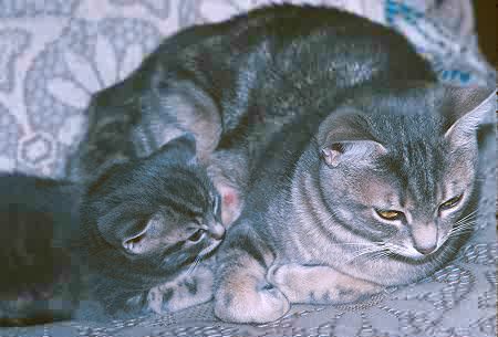 Animaux Infojunior No 11 Du 26 Avril 1999