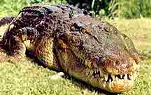 Le big crocodile !!!