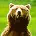 Les Ours