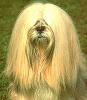 lhasa apso