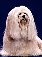 lhasa apso