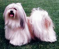 lhasa apso