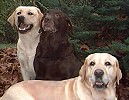 trois labradors