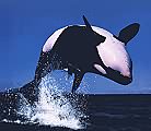 orque en train de sauter